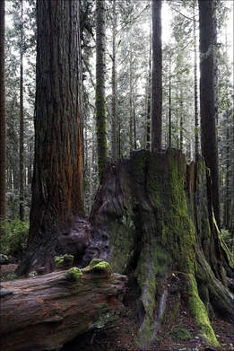 Redwood Park by Jim Lowry